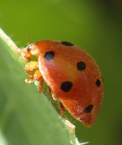 Henosepilachna argus